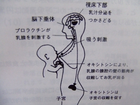 オキシトシンを男性が使用した時の効果を知ると恋愛に強くなれる 女性を惚れさせる 媚薬 なのか オキシトシンの効果を知って最大限に活用してみよう